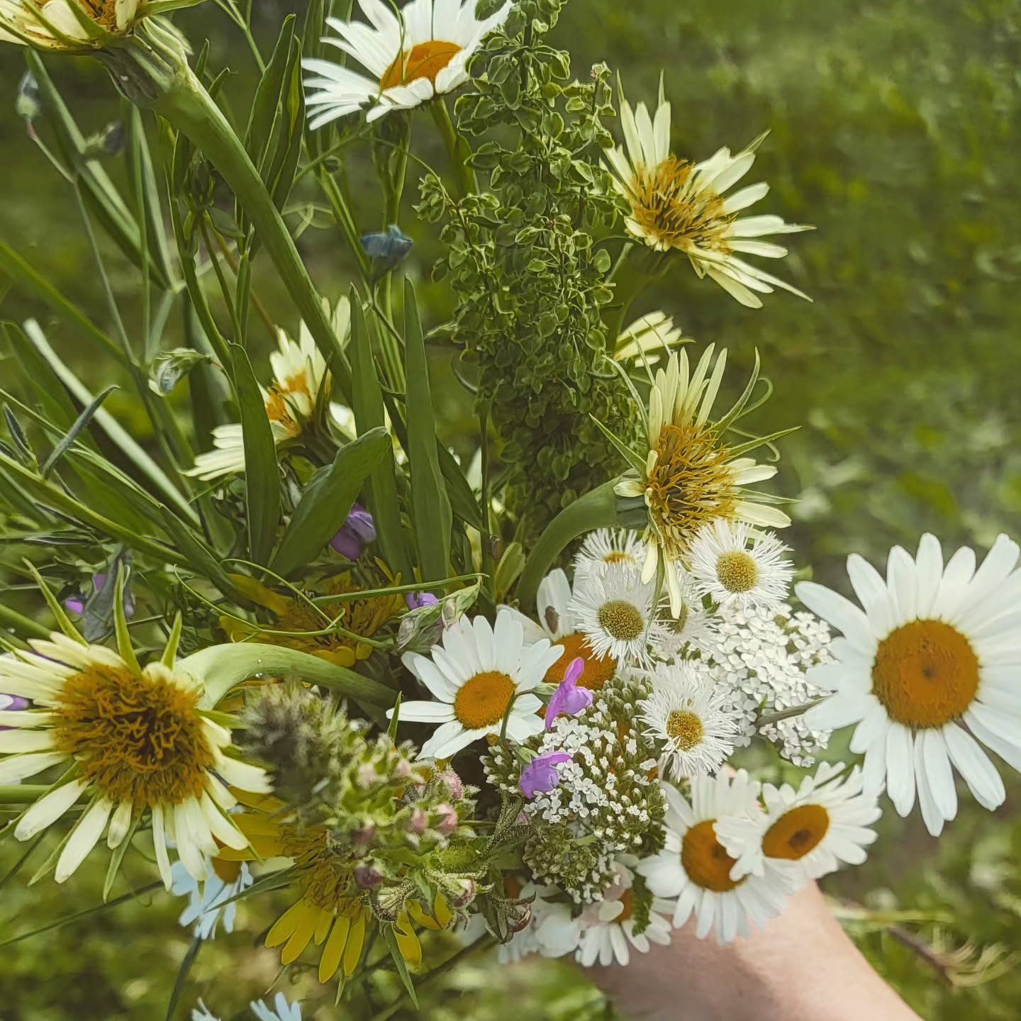 Daisies and wildflowers